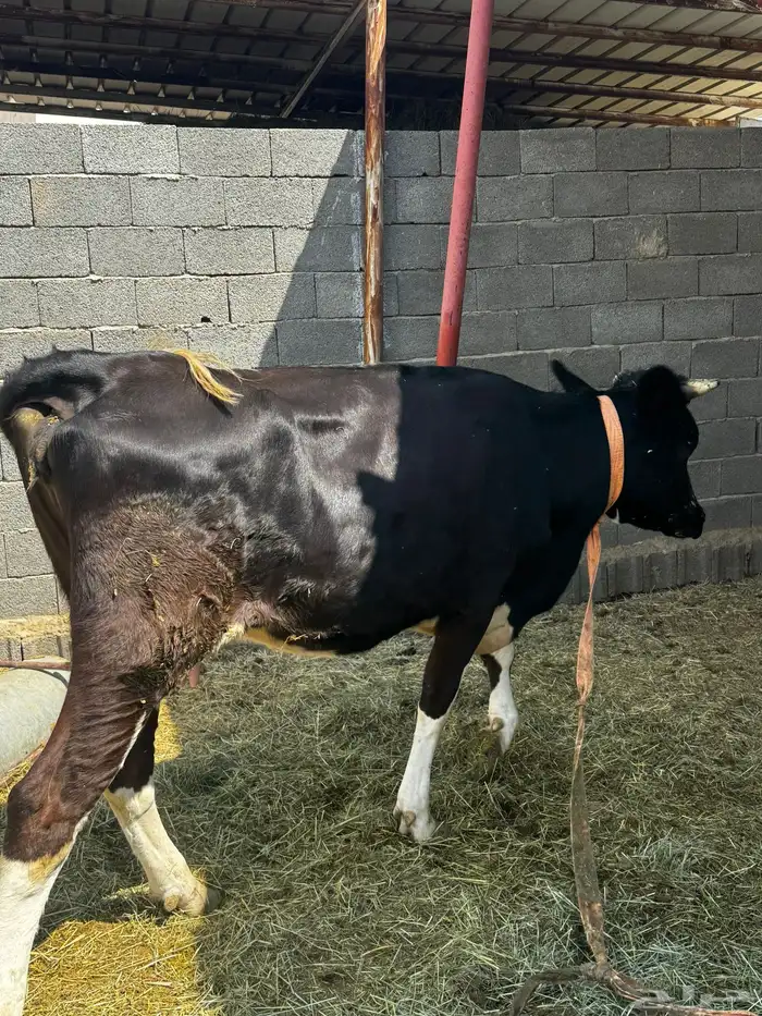بكر عليه حسيل عمره ثلاث شهور 3