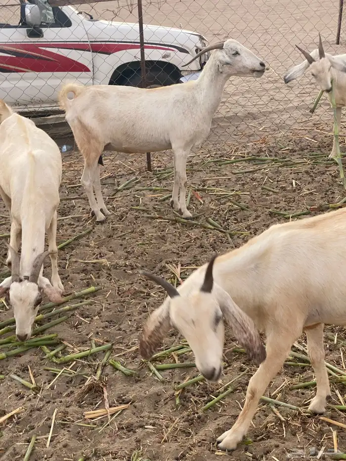 معزا بيشيات 4