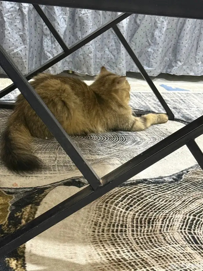 قطط للتبني 5
