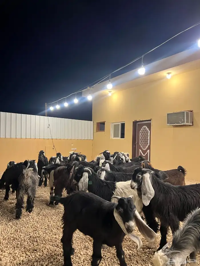 تيوس مخاصي 5