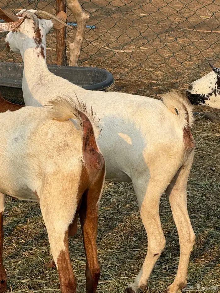 ماعز 1