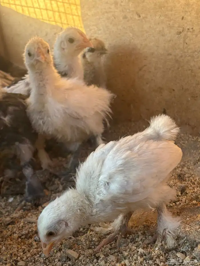 دجاجه معها فروخ 4