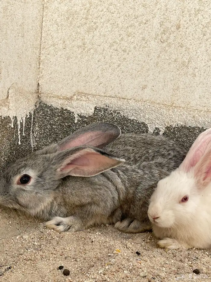 أرانب للبيع اثنتان فقط 1
