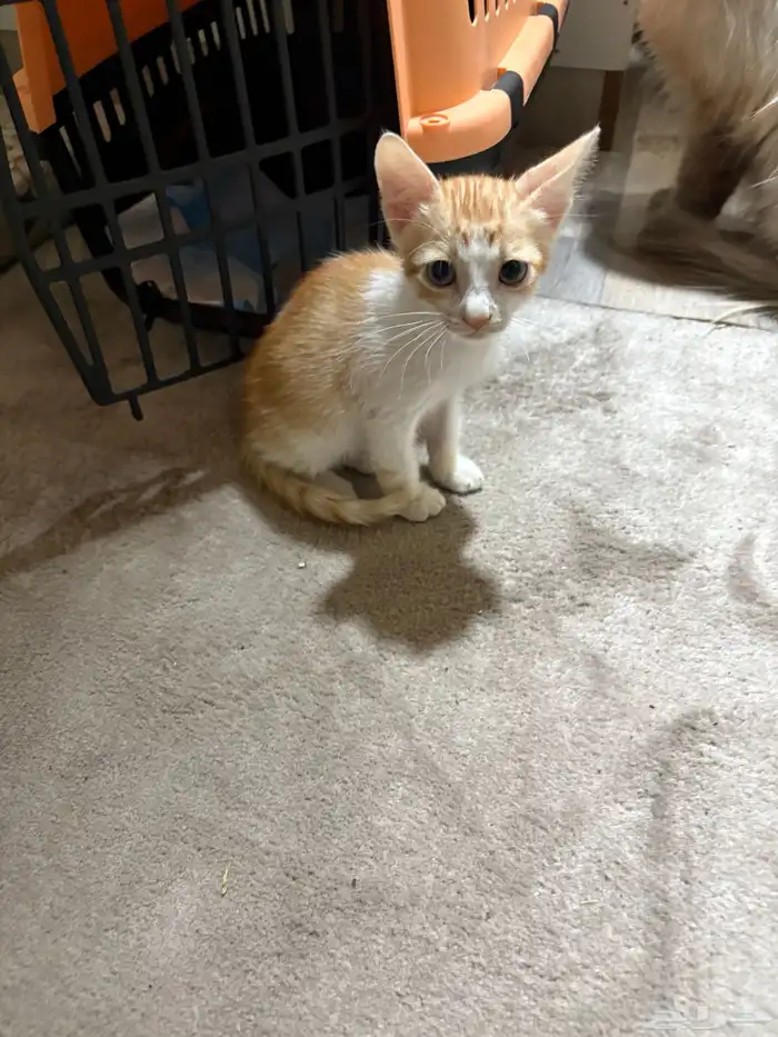 قطط للتبني 1