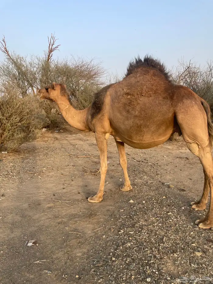 ناقه حمراء ملاقي 3