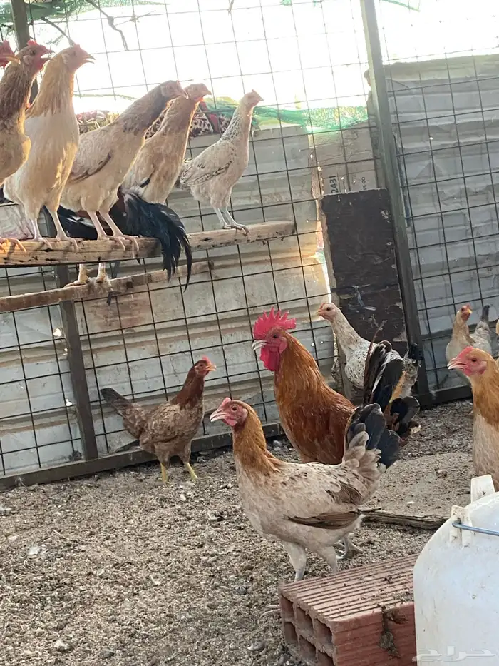دجاج بلدي 2