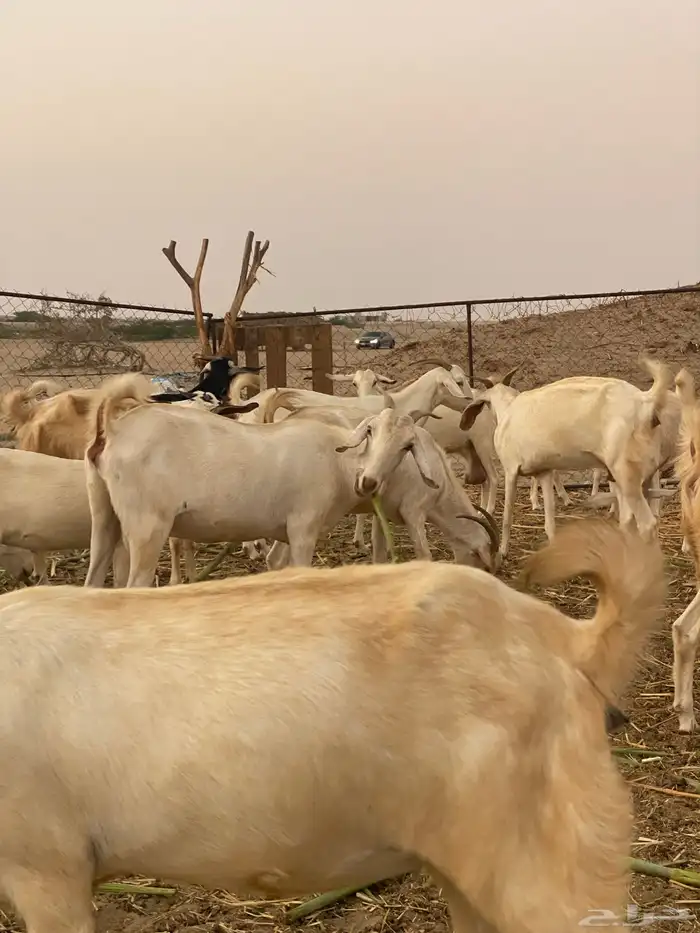 معزا بيشيات 0