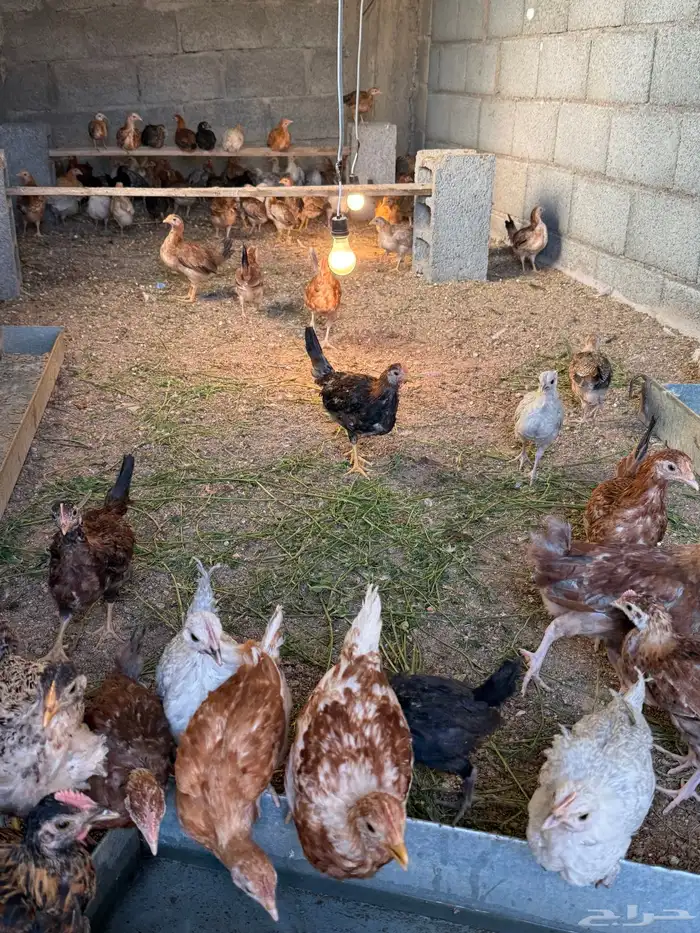 صوص دجاج بلدي وفيومي العمر 3 شهور العدد 100 3