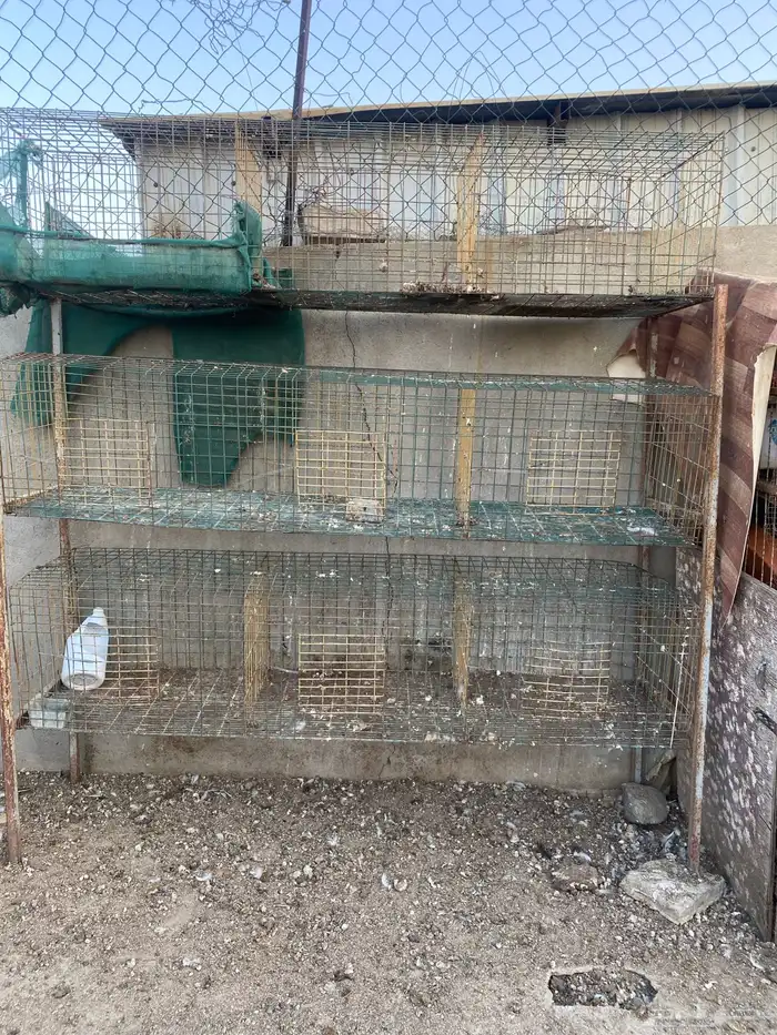 للبيع محاكر حمام 0