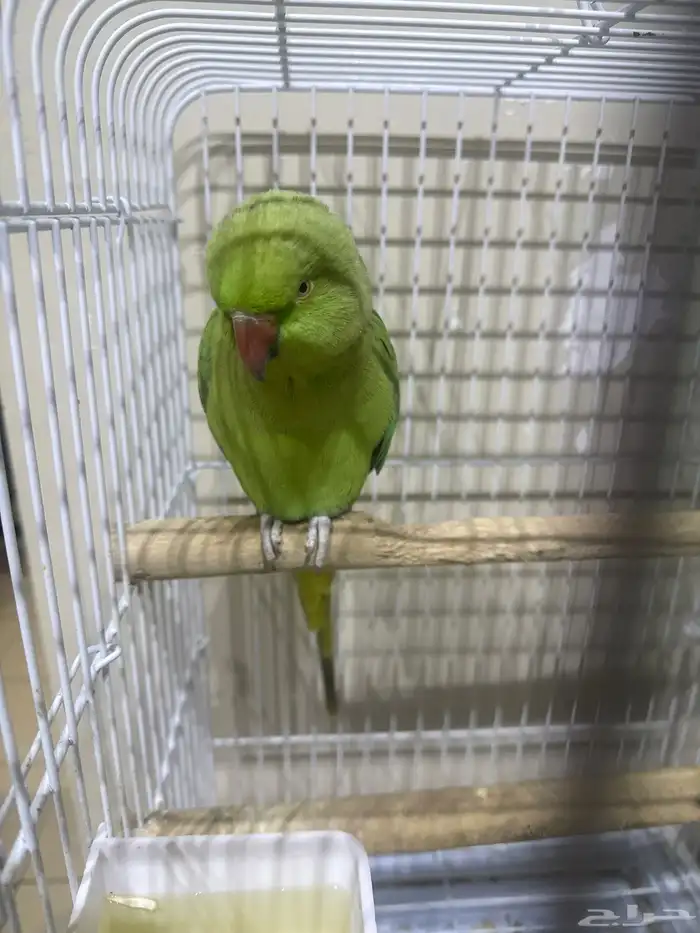 دره أنثى متكلم على السوم 1000 رجاء  عدم البخس بالسلعه 0