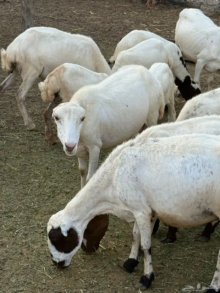 ضان مناتيج صغار سن 3