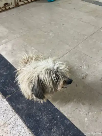 كلب للبيع index