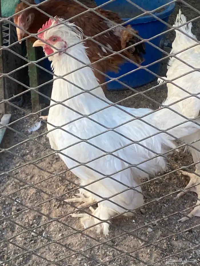 ديك كوشن ابيض 0