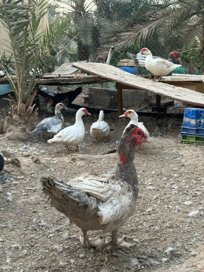 بط شهرمان 1