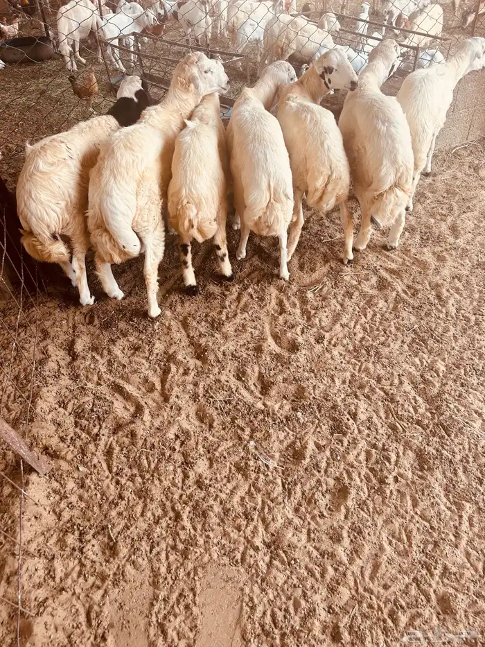 طليان 0