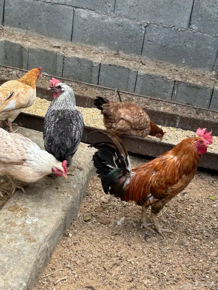 دجاج وفروخ 1