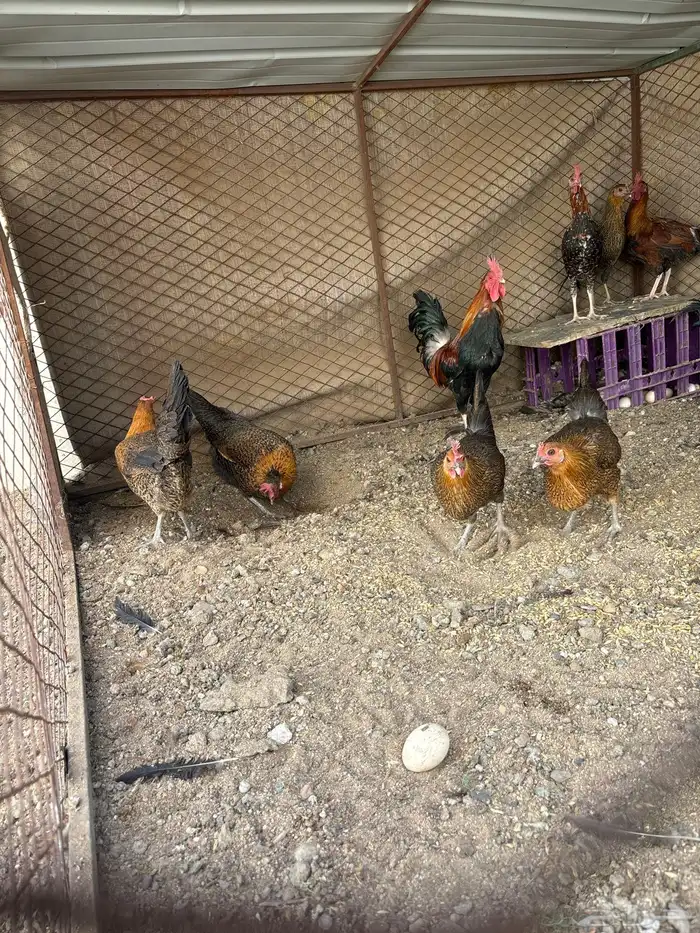 للبيع دجاج بلدي حضان شرط سليم من الامراض 3