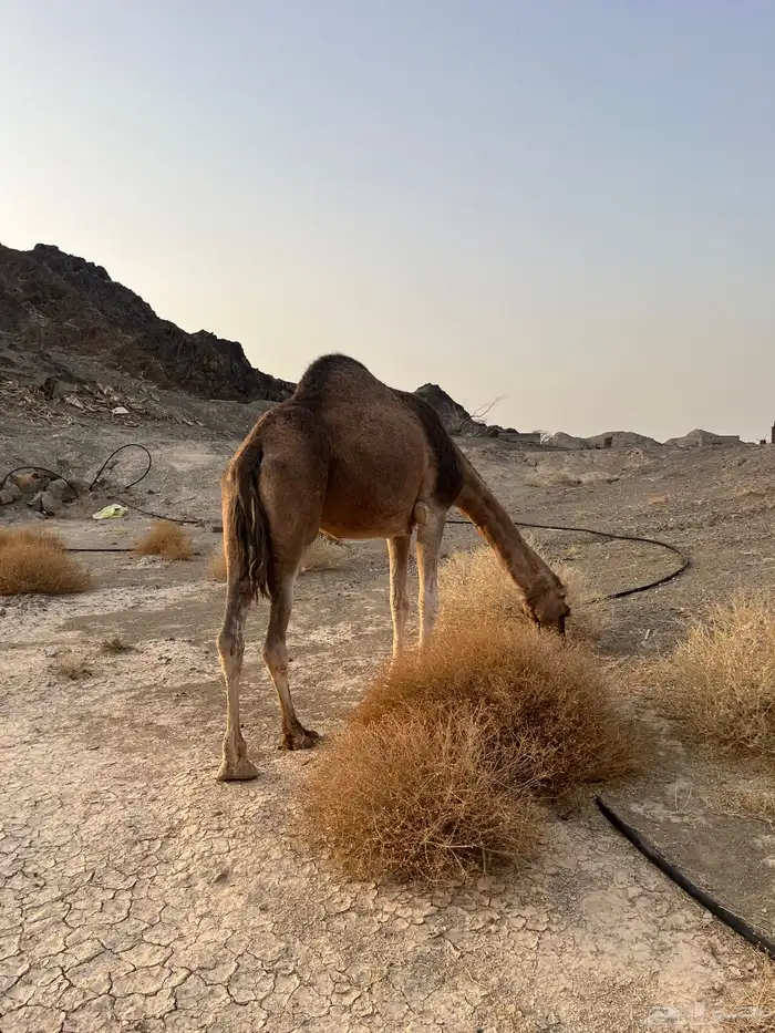 ناقه حمرا دهماء عكشاء 1