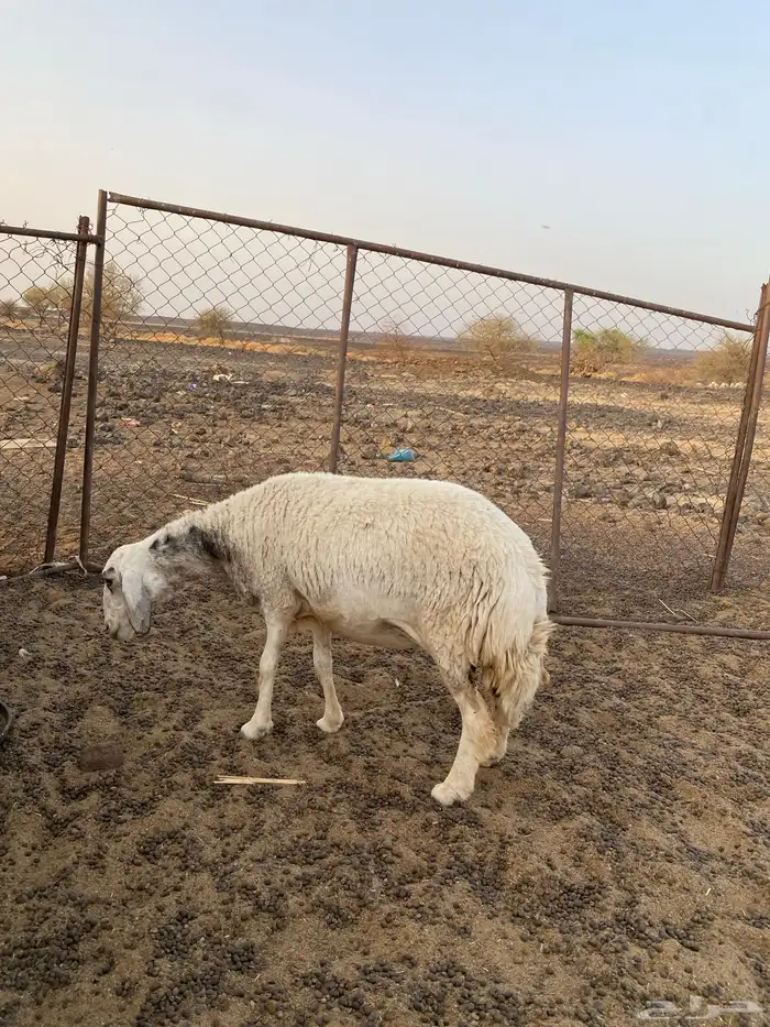 نعجة حايل شرط 0