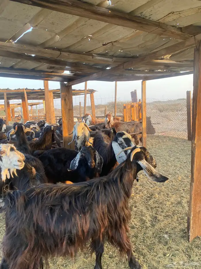 للبيع معزا عوارض مضاريع ودفيع بالفحل 25