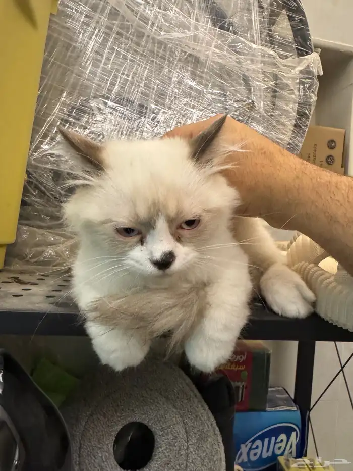 قطط شيرازي مع هملايا 7