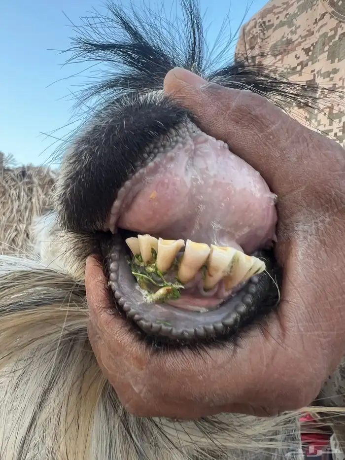فحل عارضي شرط القريع 2