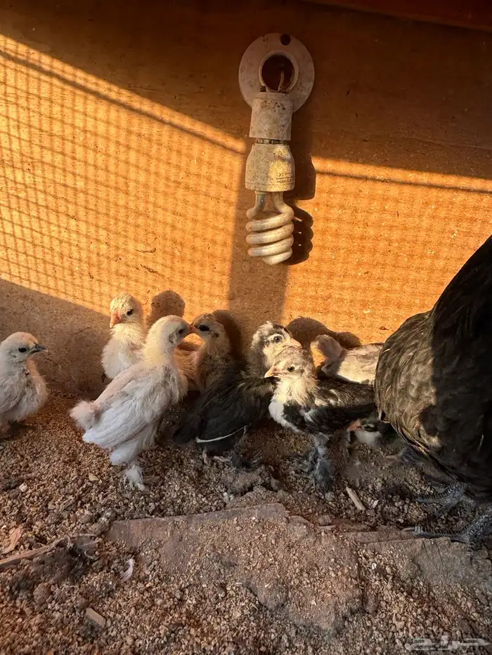 دجاجه معها فروخ 1