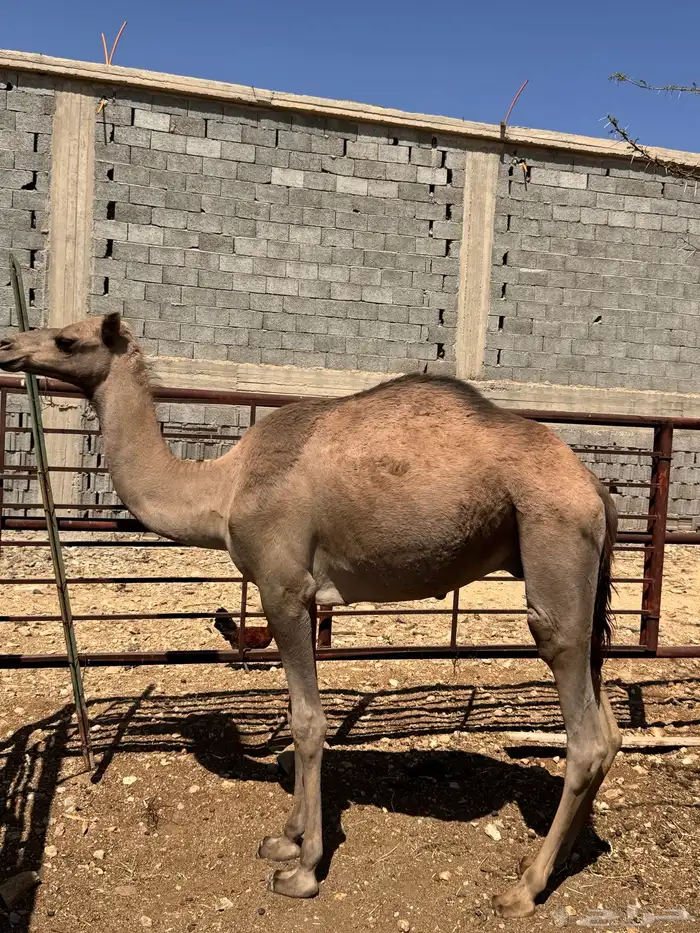 قعود للبيع بصحة جيدة 0