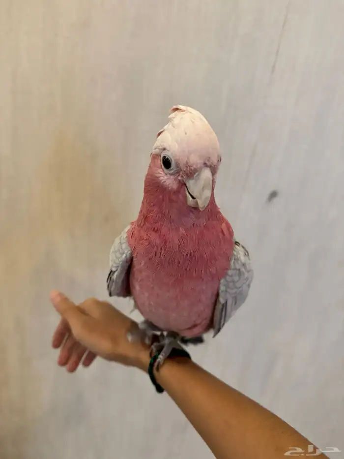 ببغاء جميل للبيع 4