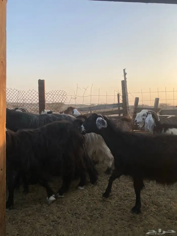 للبيع معزا عوارض مضاريع ودفيع بالفحل 10