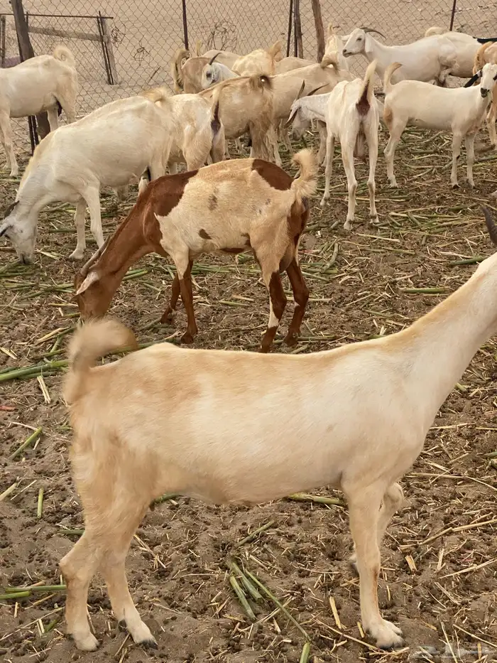 معزا بيشيات 2