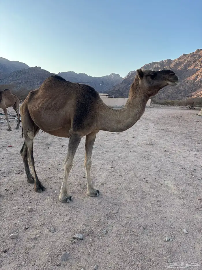 ناقي مداني. للبيع 3