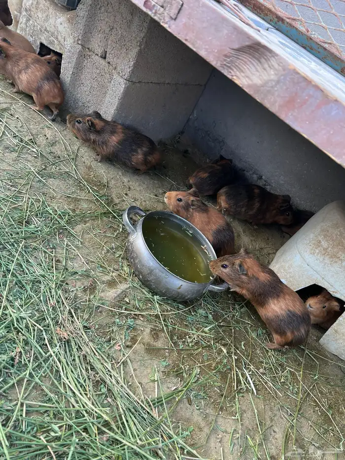 وبرأن للبيع 3