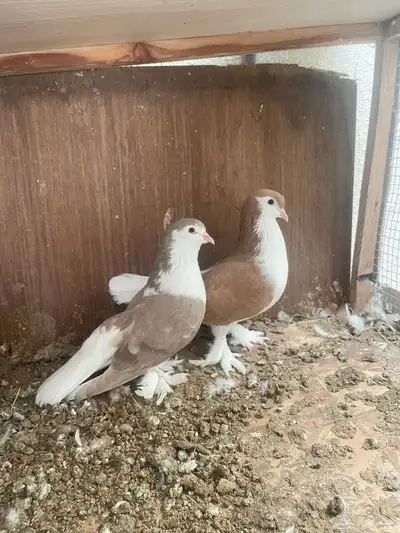 للبيع زوج حمام شيرازي index