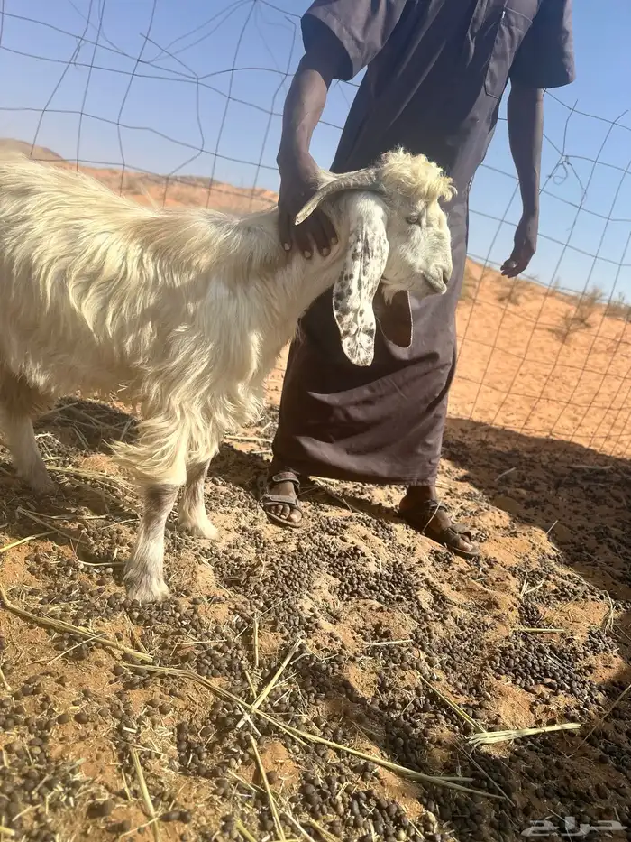 تيس جذع حار مع الحلال 0