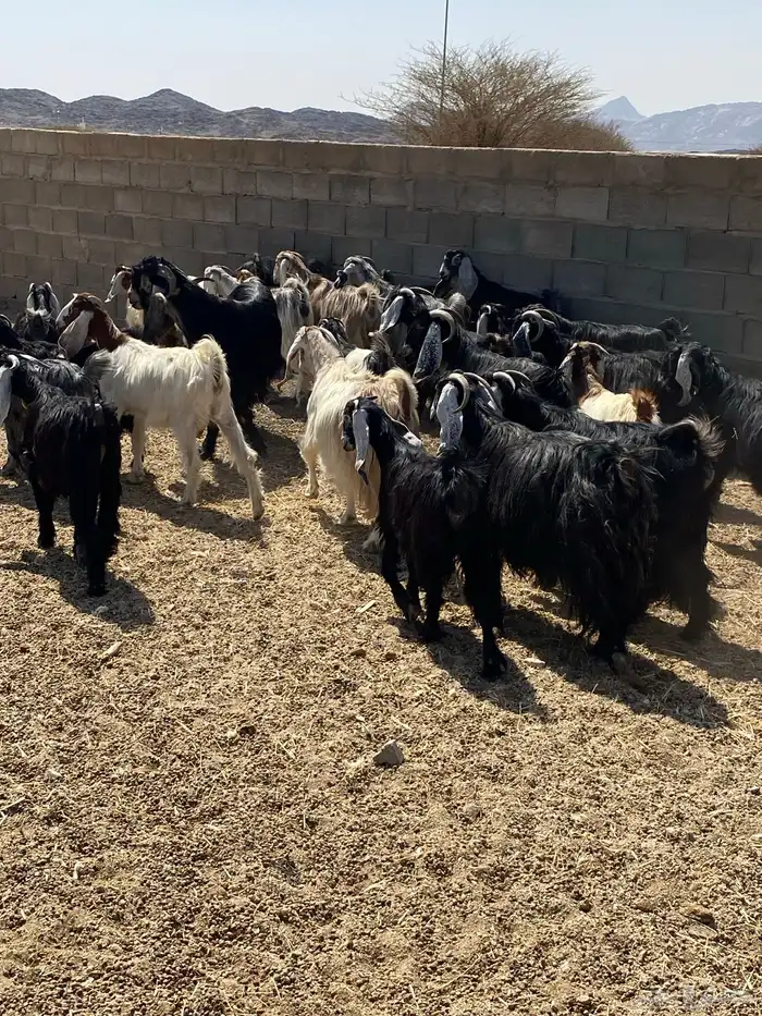 معزء طيبه عددها 40 رأس من جذعه لين تامه شبب 1