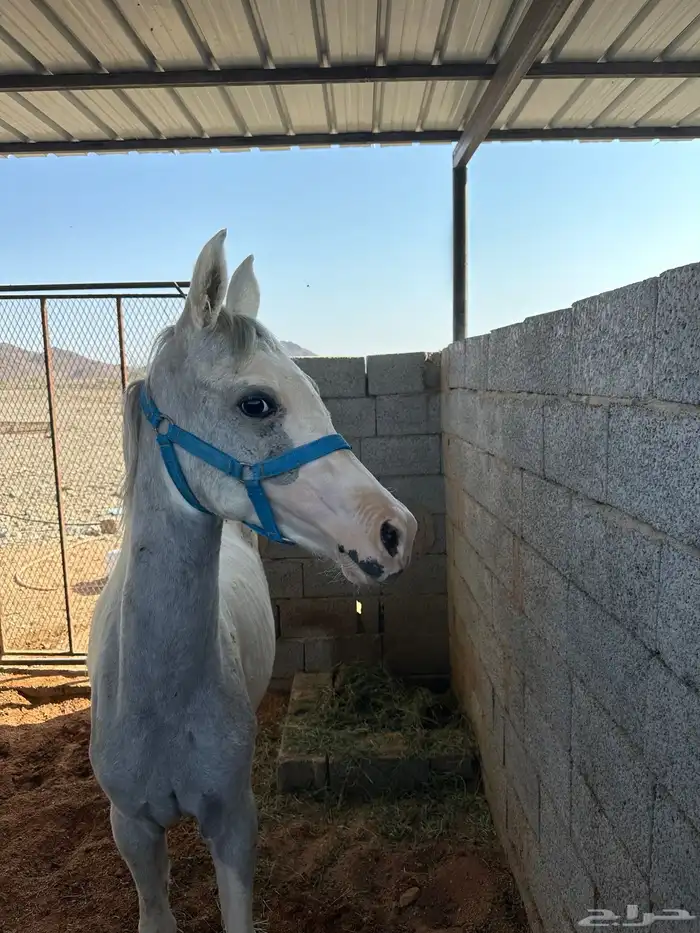 مهره شعبيه 1