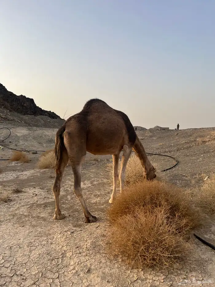 ناقه حمرا دهماء عكشاء 6