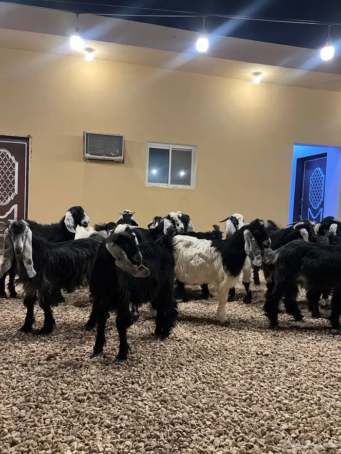 تيوس مخاصي 7