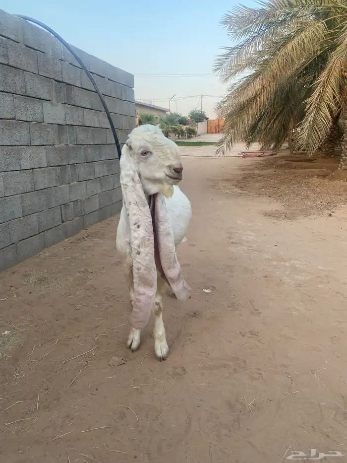 فحل هولندي جذع للبيع 2