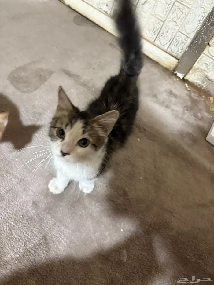 قطط للتبني 9