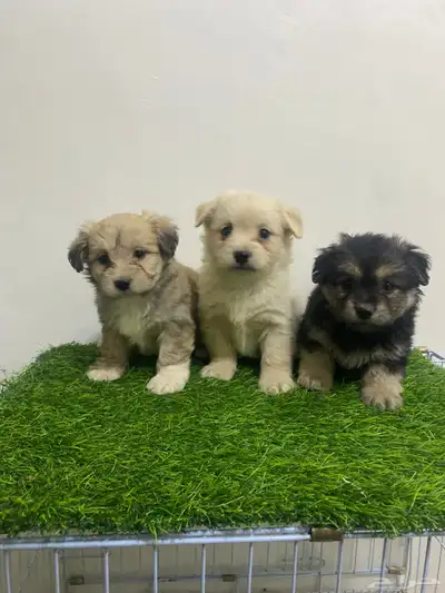 حيوانات كلاب صغار مالتيز index