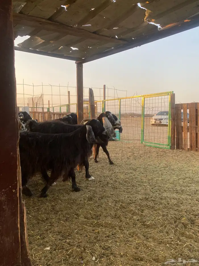 للبيع معزا عوارض مضاريع ودفيع بالفحل 30