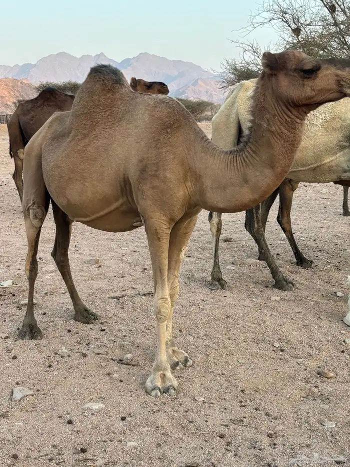 ناقه حمرا لقحه للبيع الرجاء قراة التفاصيل بالاعلان 0