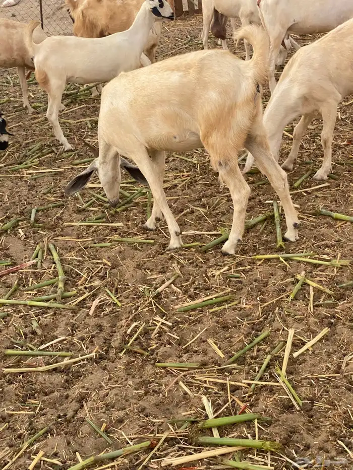 معزا بيشيات 3