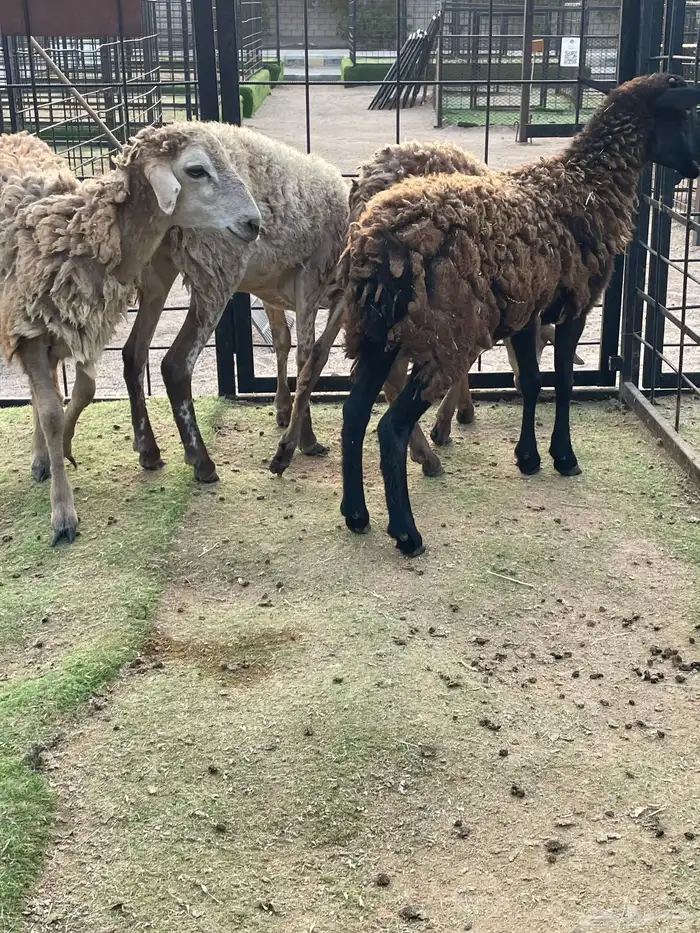 عرض وبيع من نوادر وعل 1