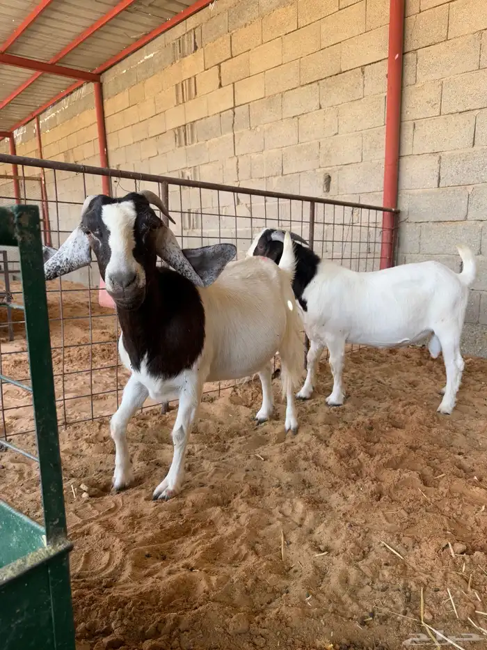 معزا بورقت اصل 6