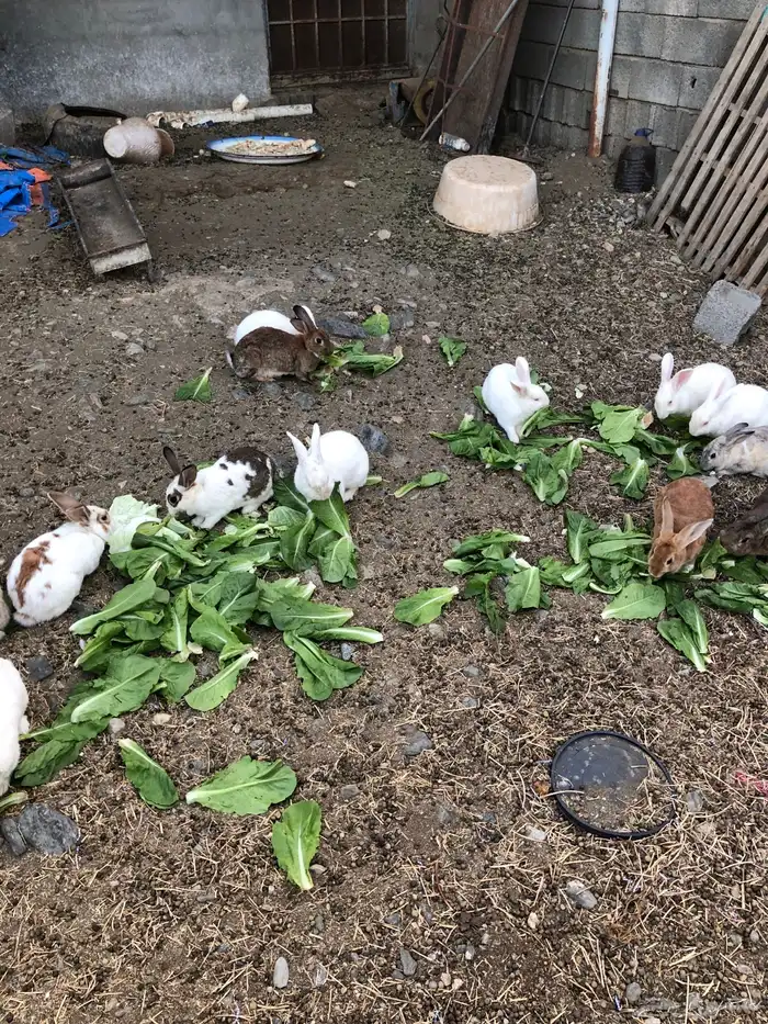 ارانب هجين شنشيلا بابيون 3