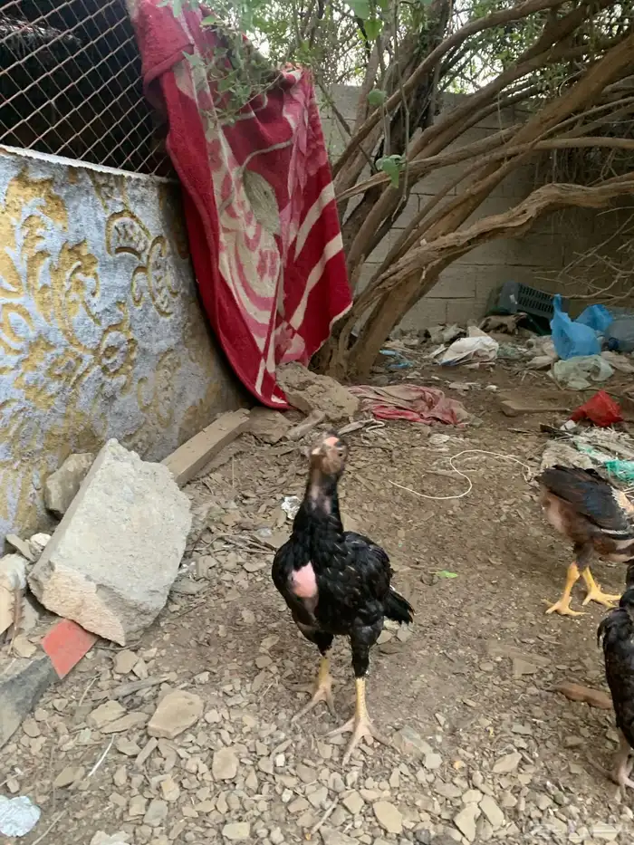 فروخ سندي 0