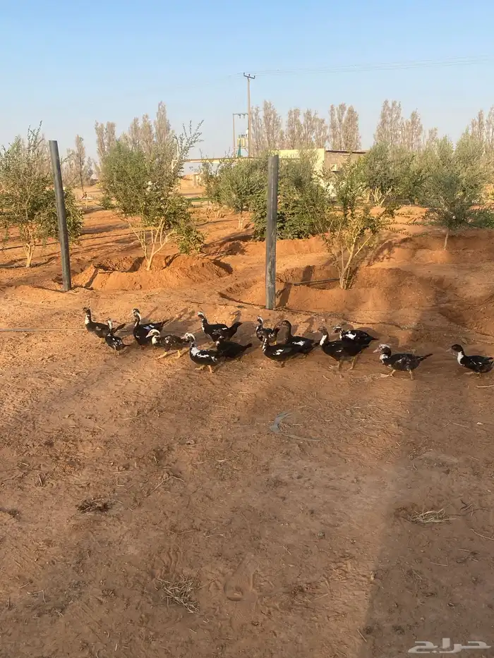 فروخ بط مصري 2